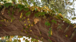 Vista de la enredadera en otoño