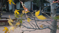 Árbol con hojas de otoño