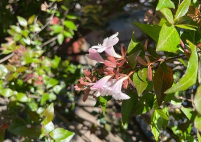 Abelia