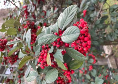 Cotoneaster