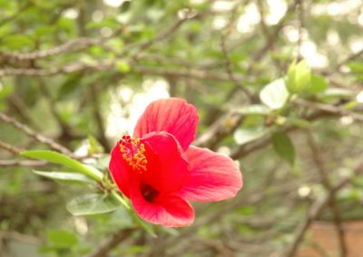 Hibisco