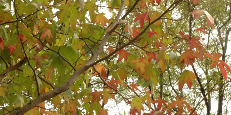 Hojas de liquidambar